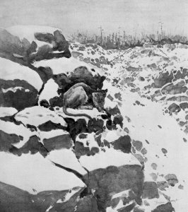 A Mountain Lion Hunting