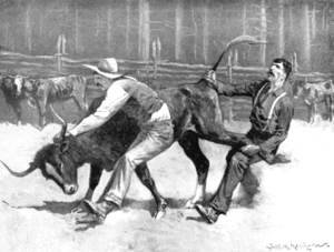 Cowboys wrestling a bull